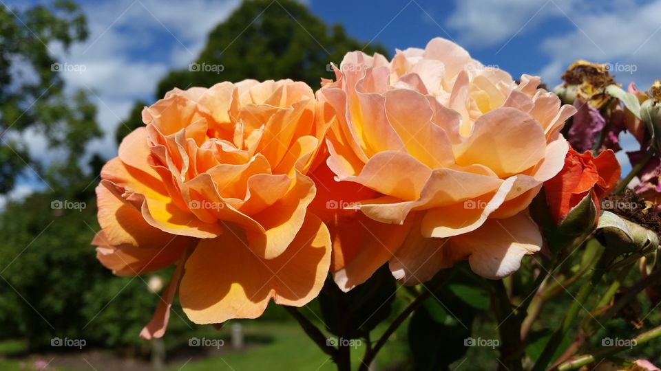 closeup roses in warm colours
