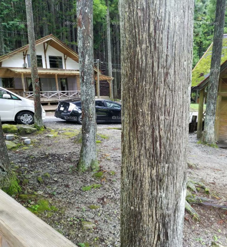 beautiful house in a forest