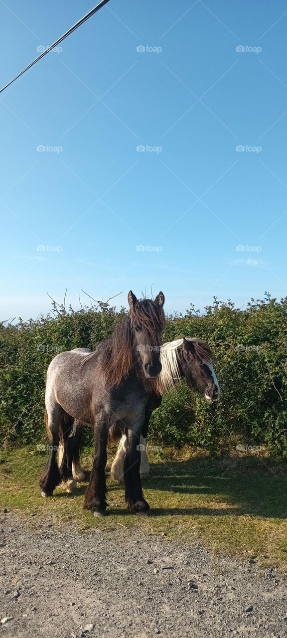 Intelligent and beautiful creatures