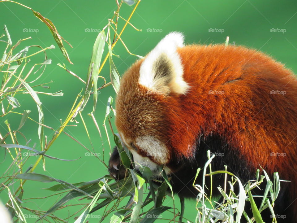 Red Panda 