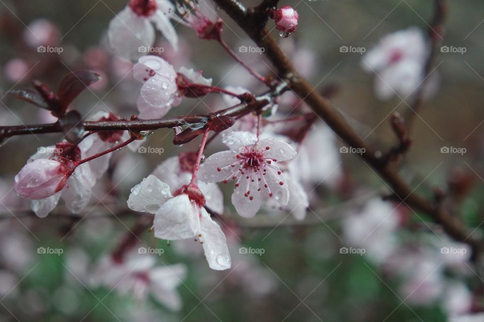 Blossoms all together