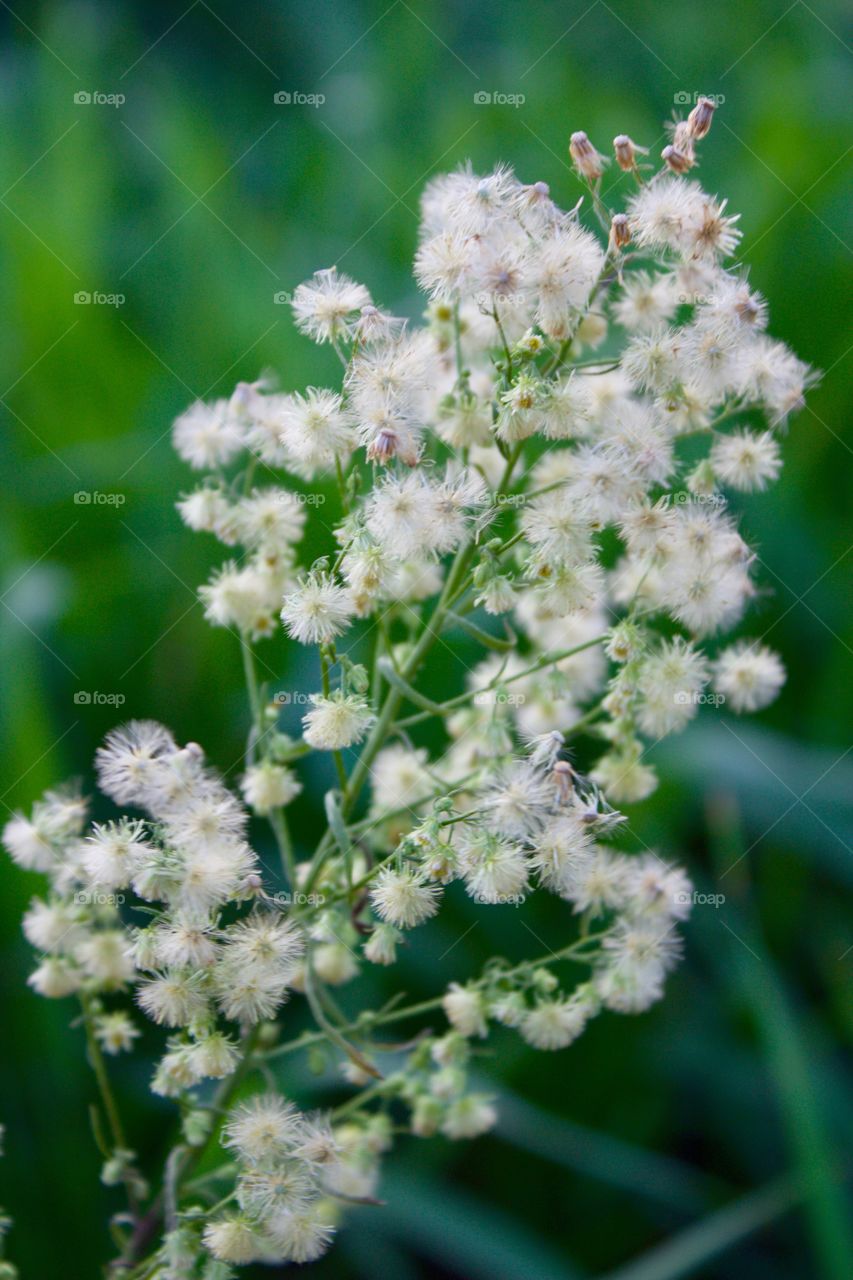 Fireweed