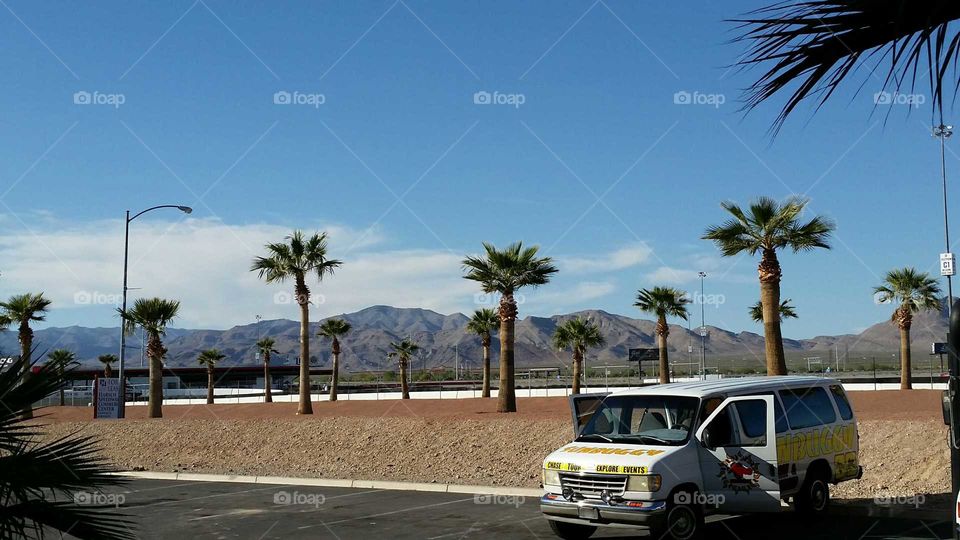 Palm trees are peaceful