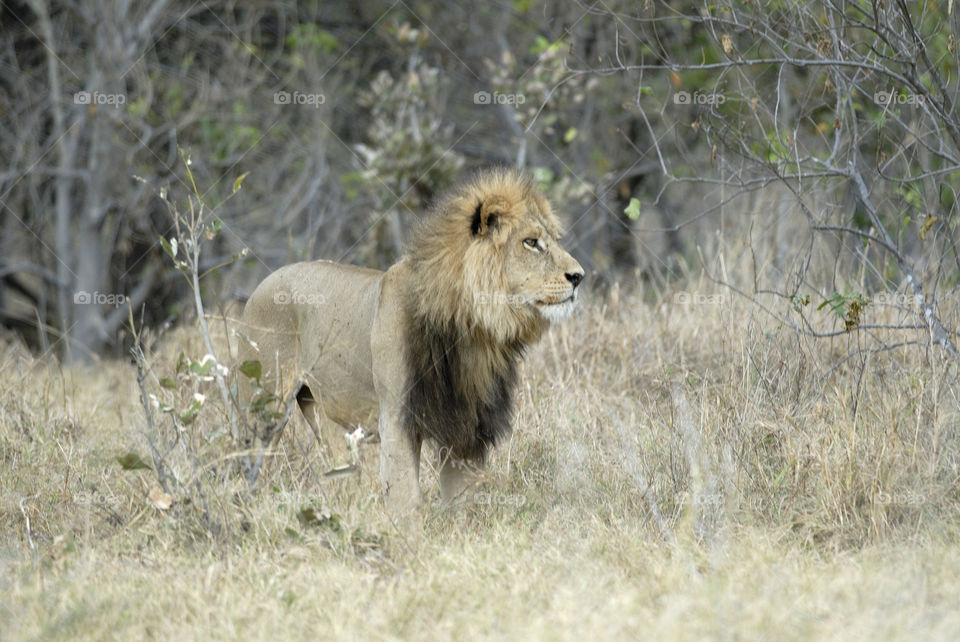 lion in savana 