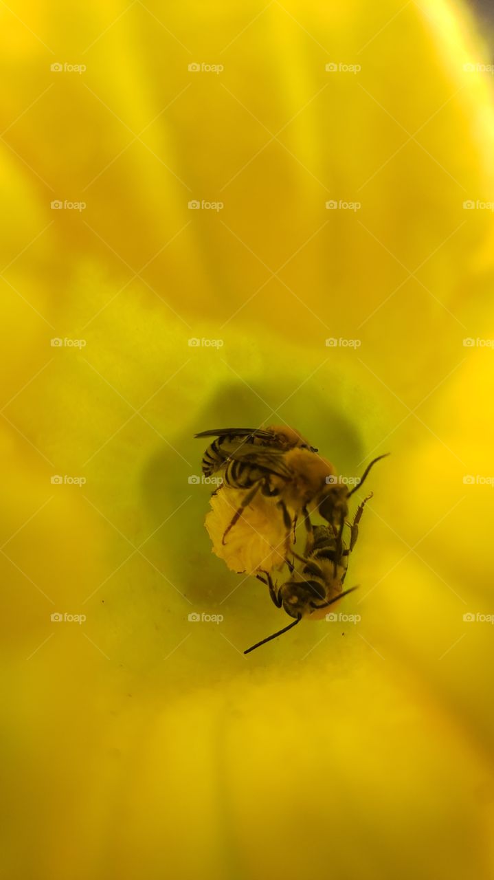 Many Bee in the flowers,