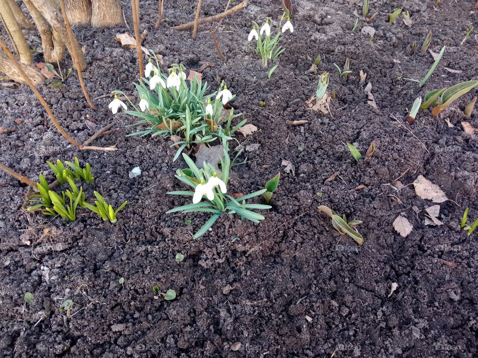 first spring flowers