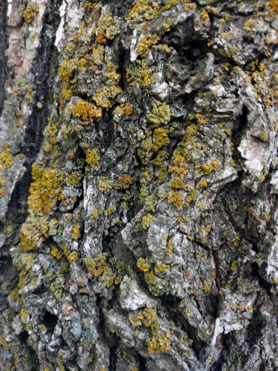 Moss/Lichen on Bark