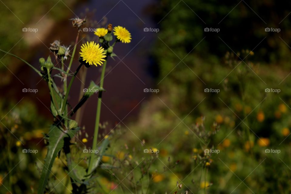 Dandelion
