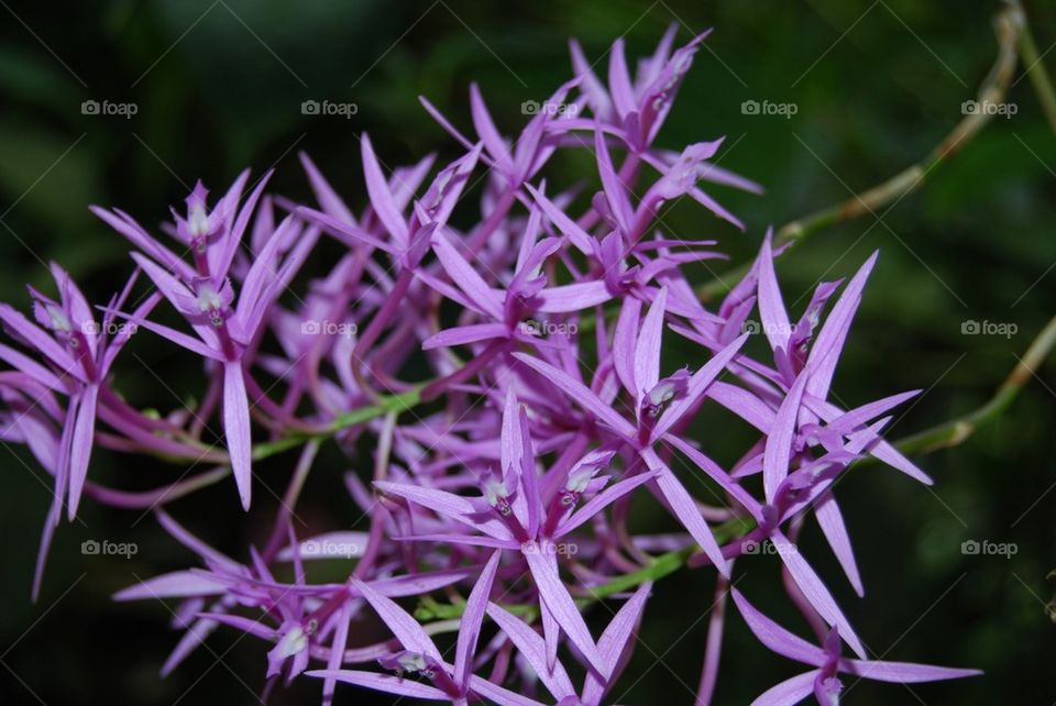 Purple floral flower