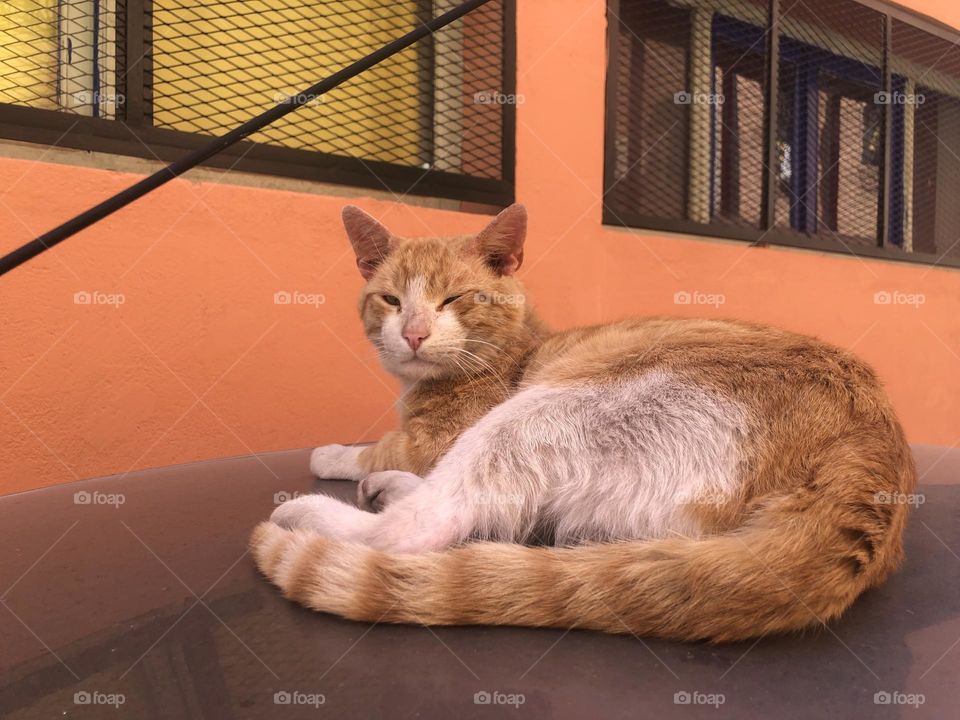 Beautiful cat looking at camera .