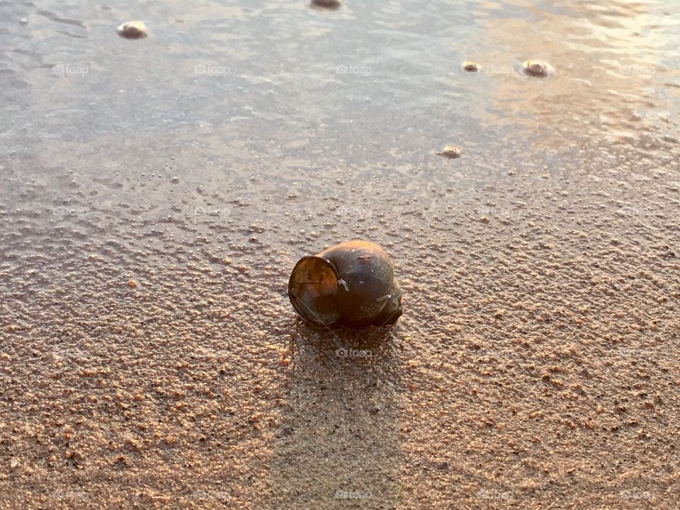 Sunset glow on single black freshwater snail on lakeshore beach 