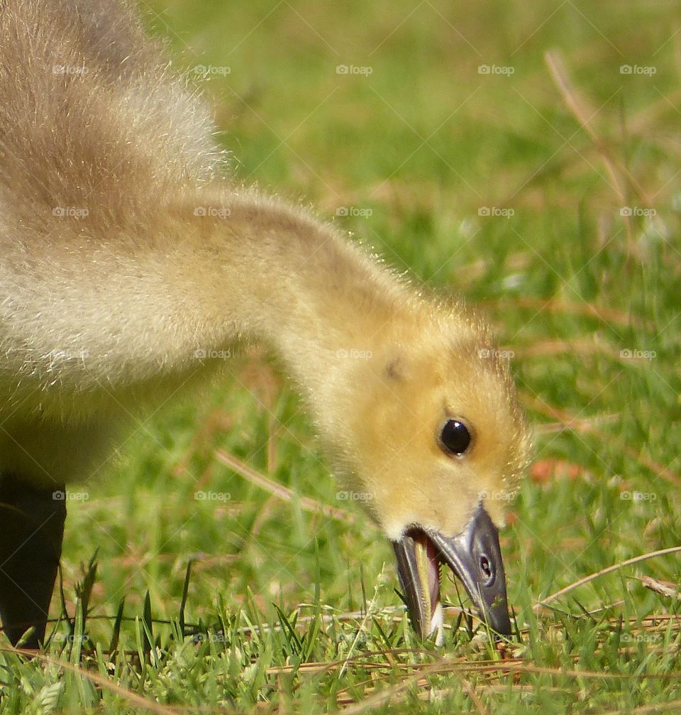 Side view gosling 