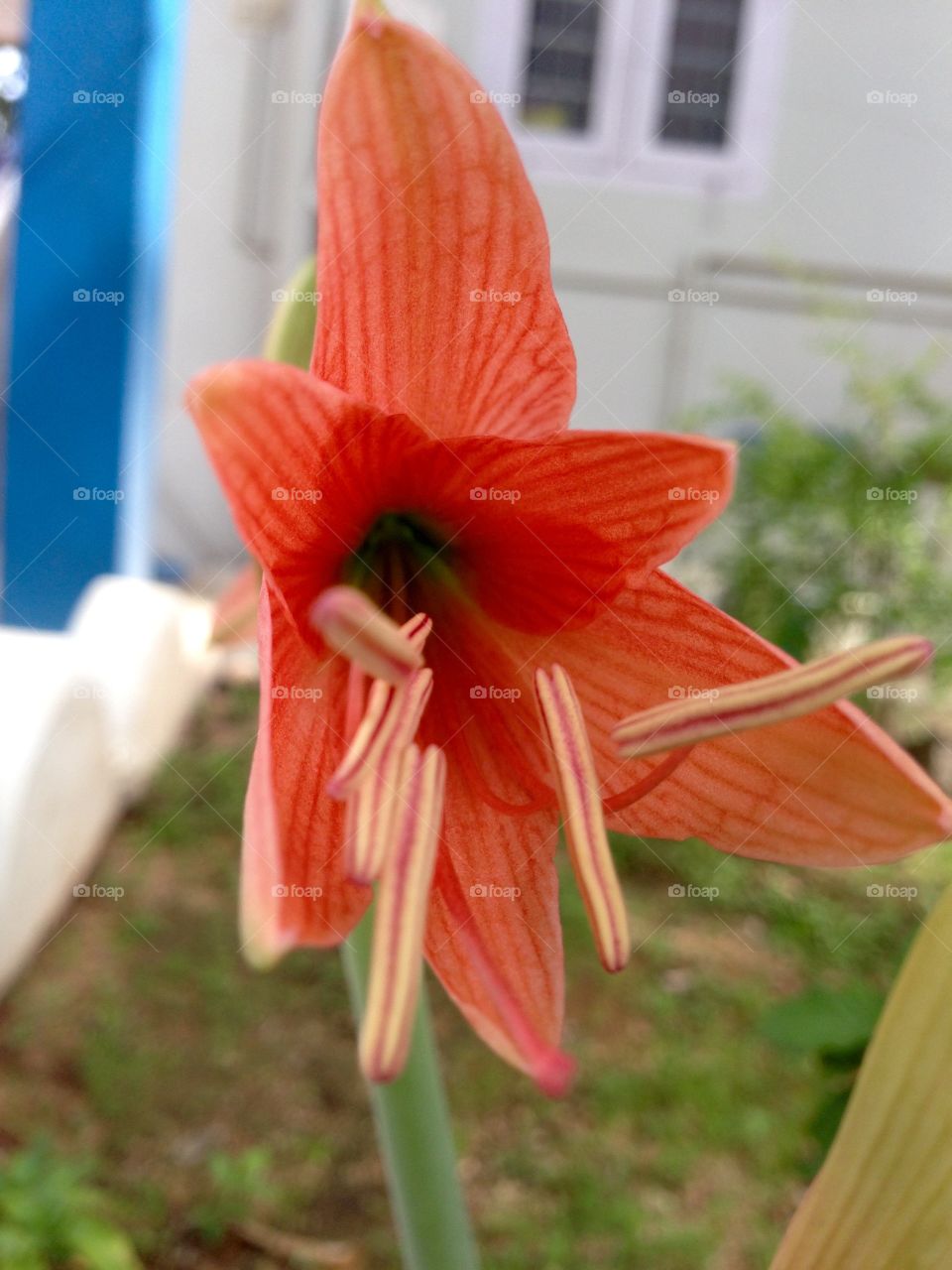 Garden flower . Red flower 