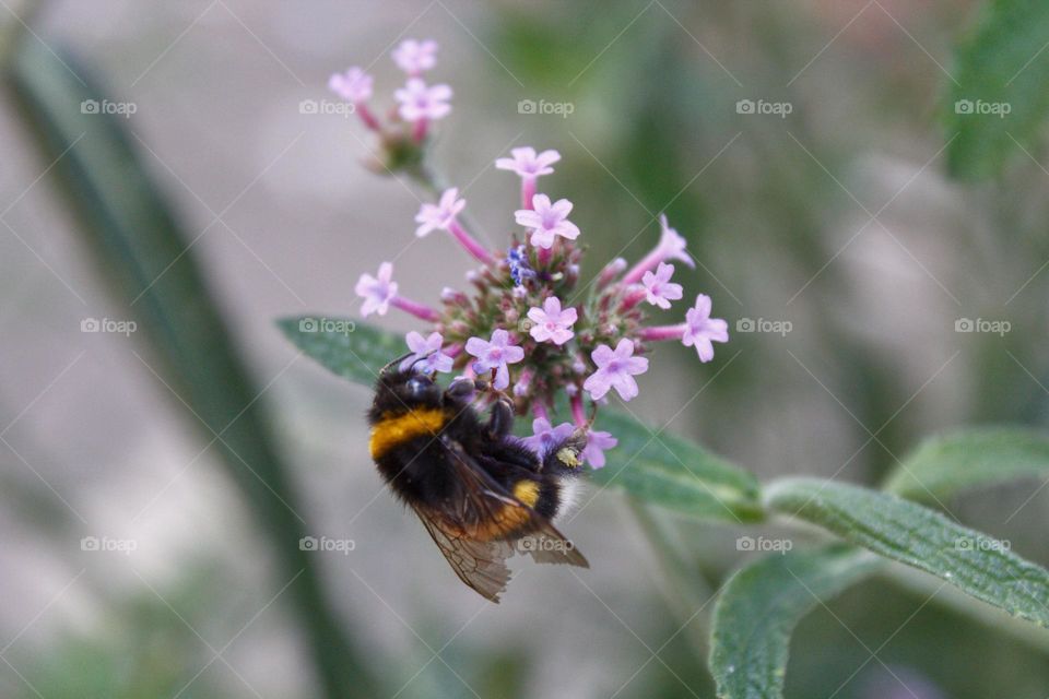 Bumblebee pollinating a purple flower.