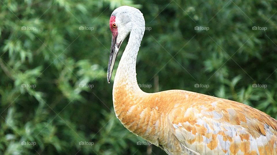 Sandhill Crane hanging out