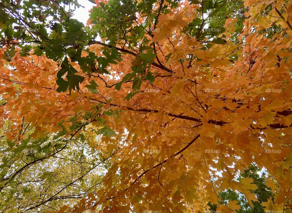 Low angle view of maple tree at fall 