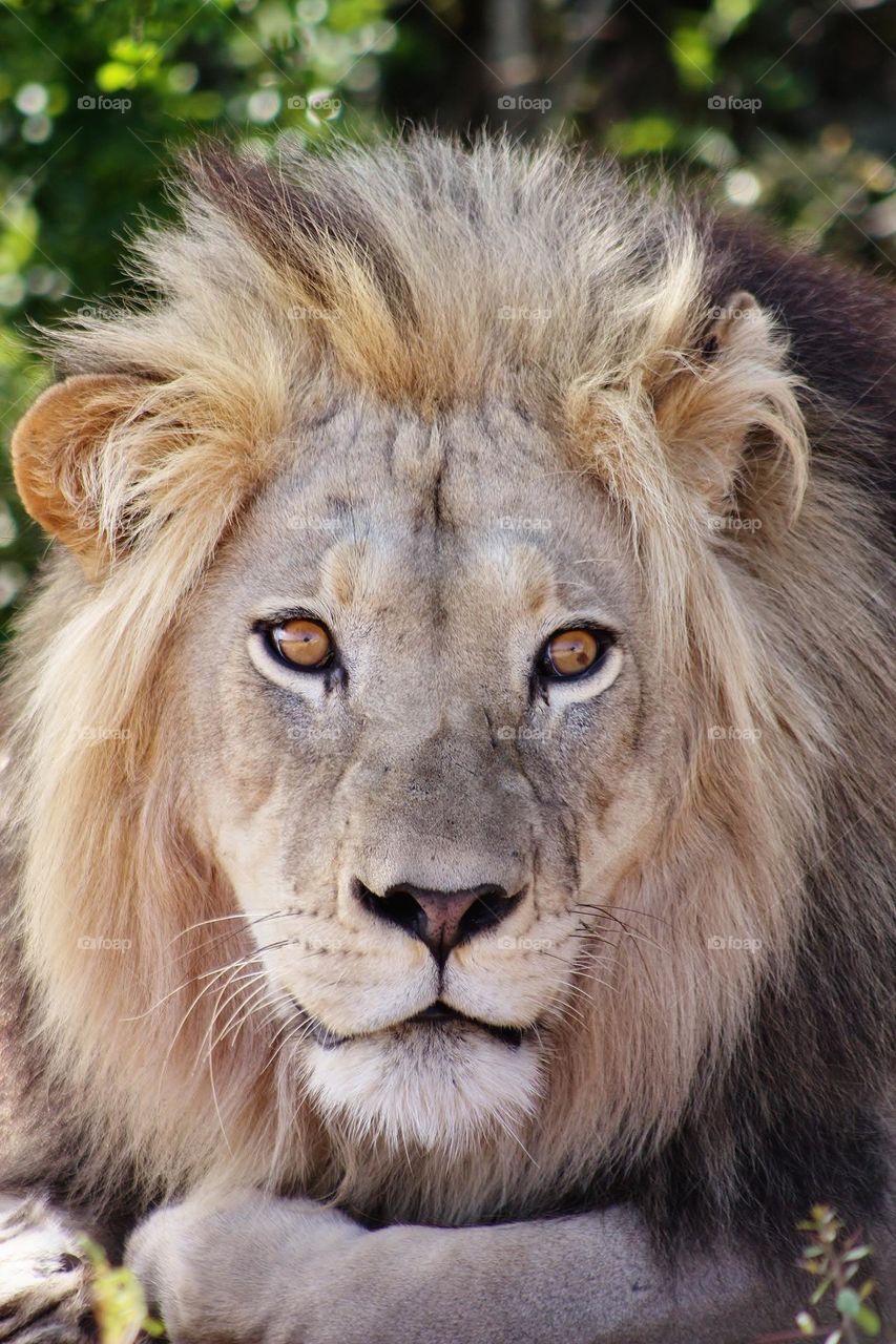 the king. Male lion