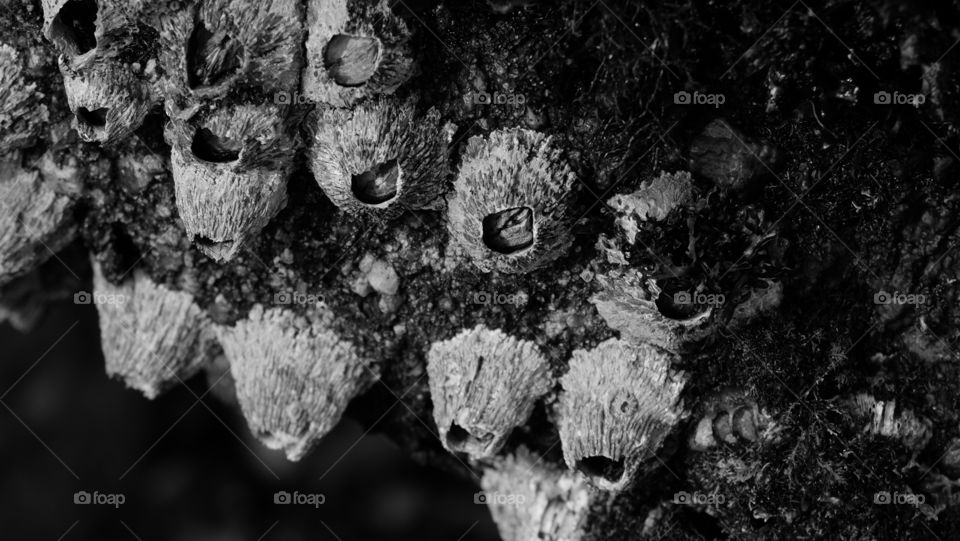 Barnicle tucked away in their protective hut shaped calcite shell stuck to boulders on Pacific coast.