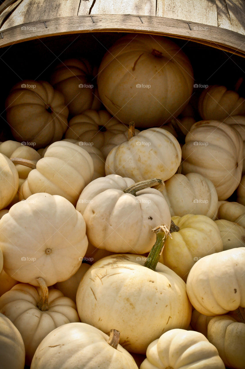 Gourd Galore