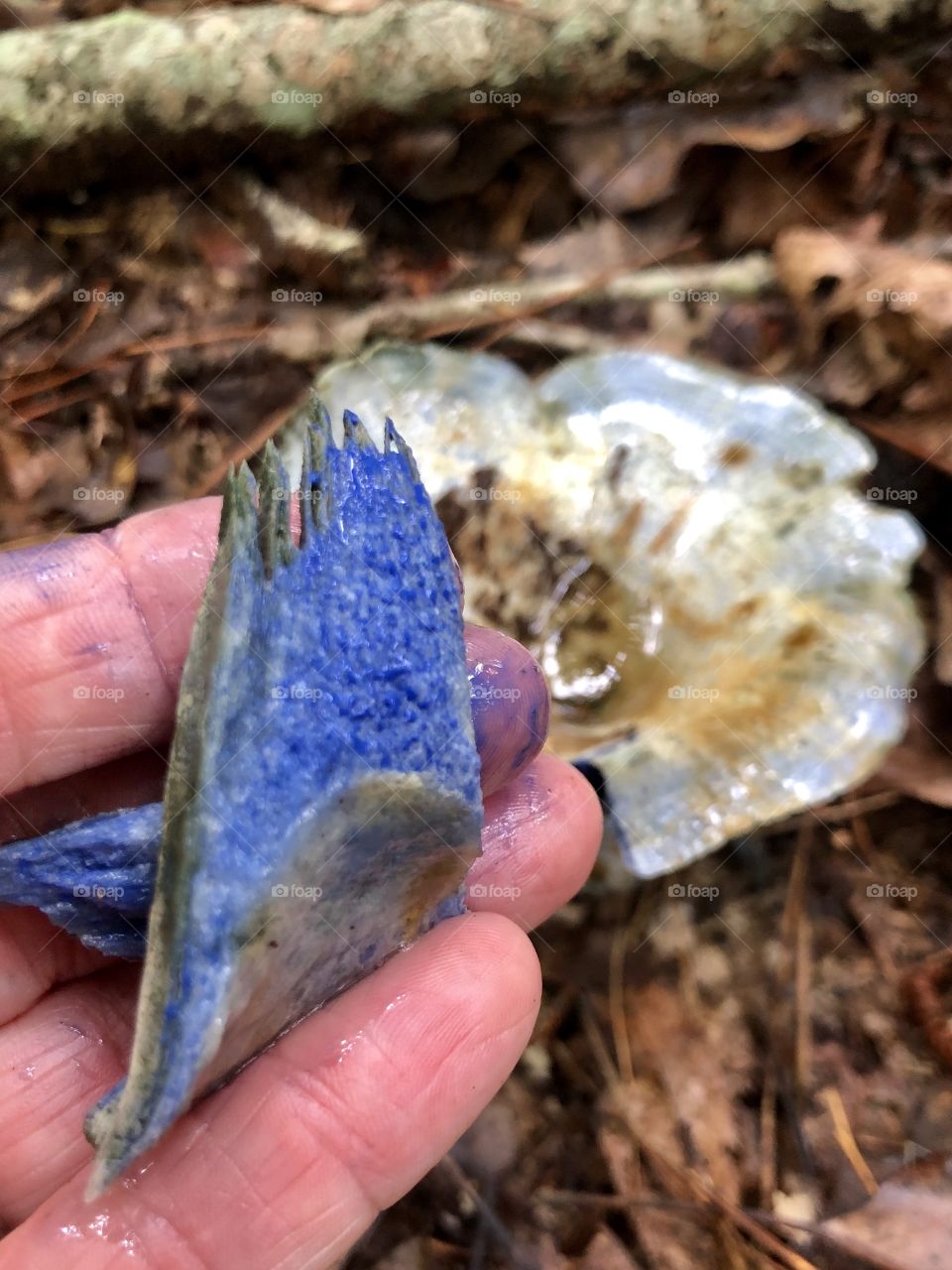 Human hand holding piece of wild blue mushroom 