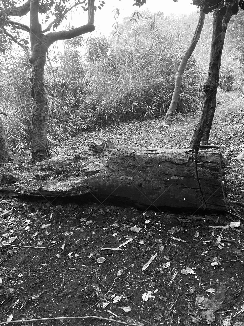 A fallen tree in its glory