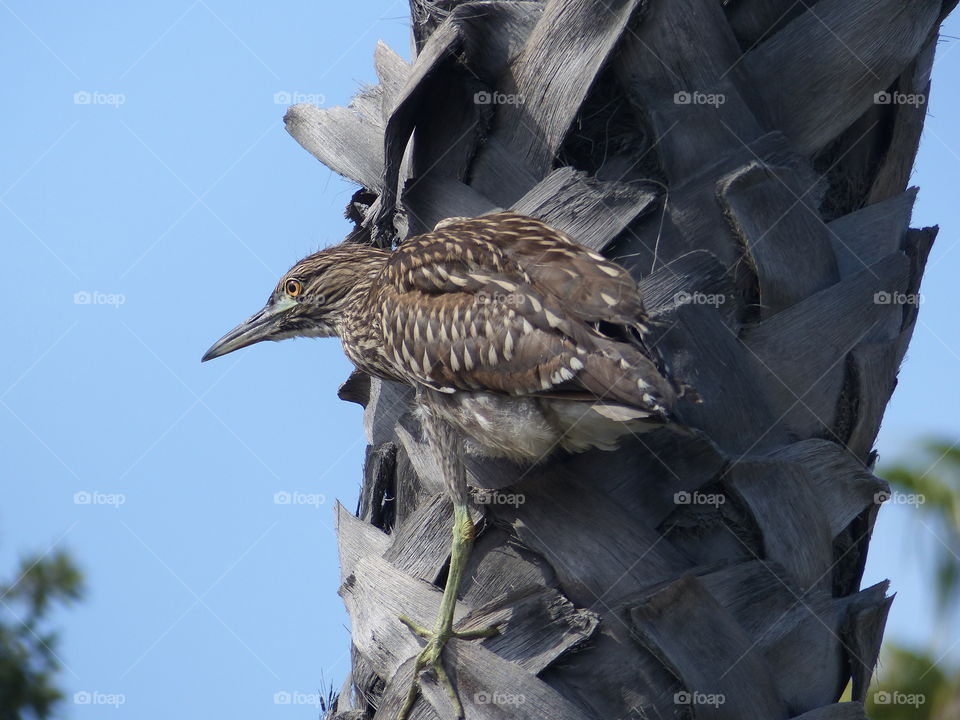 Baby night heron on tree 