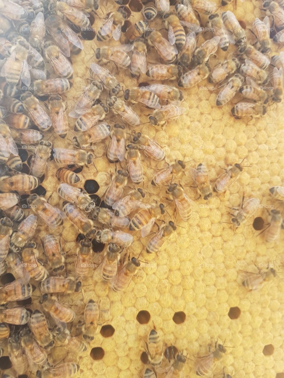 bees on brood frame