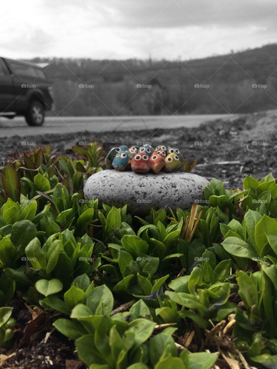 Birds on a rock