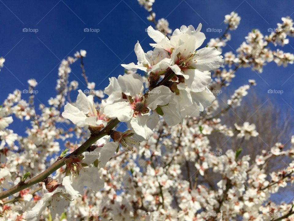 Blooming tree and sky 