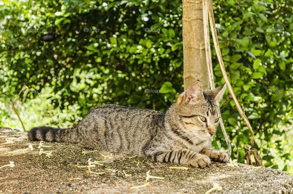 A Male Cat Lying Down On Outdoor Concrete Step