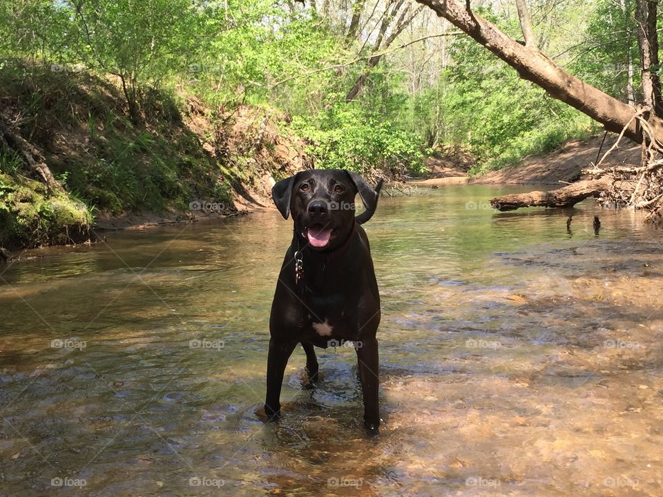 Dog, Mammal, No Person, Wood, Nature