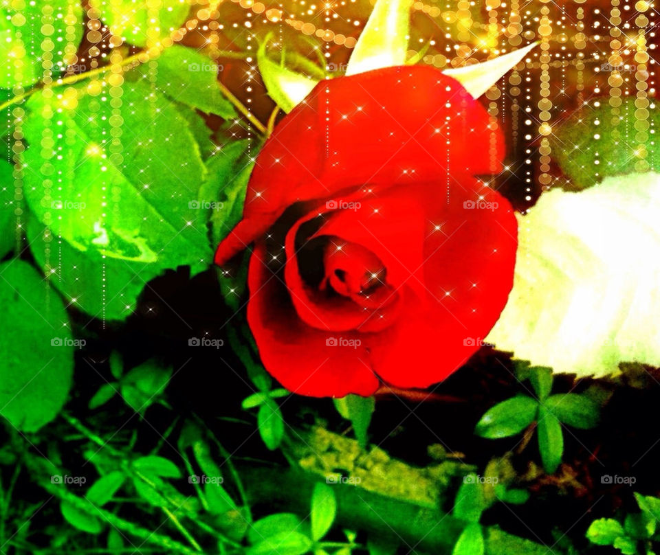 PERFECT RED ROSE