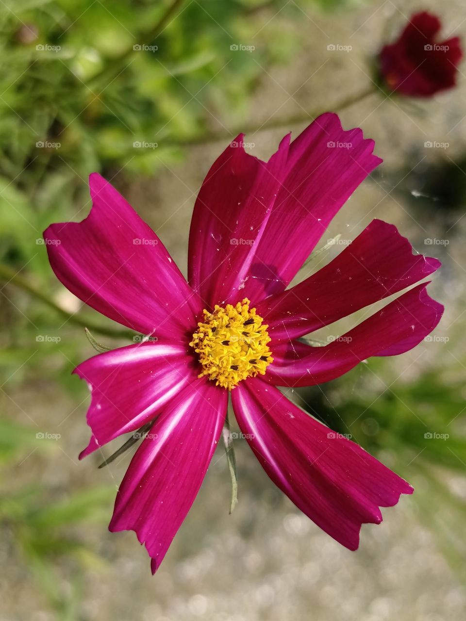 Mexican aster