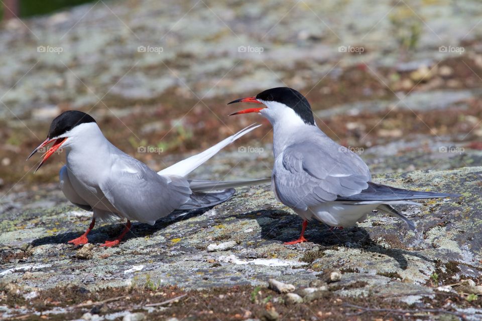 Seagulls family . Seagulls family 