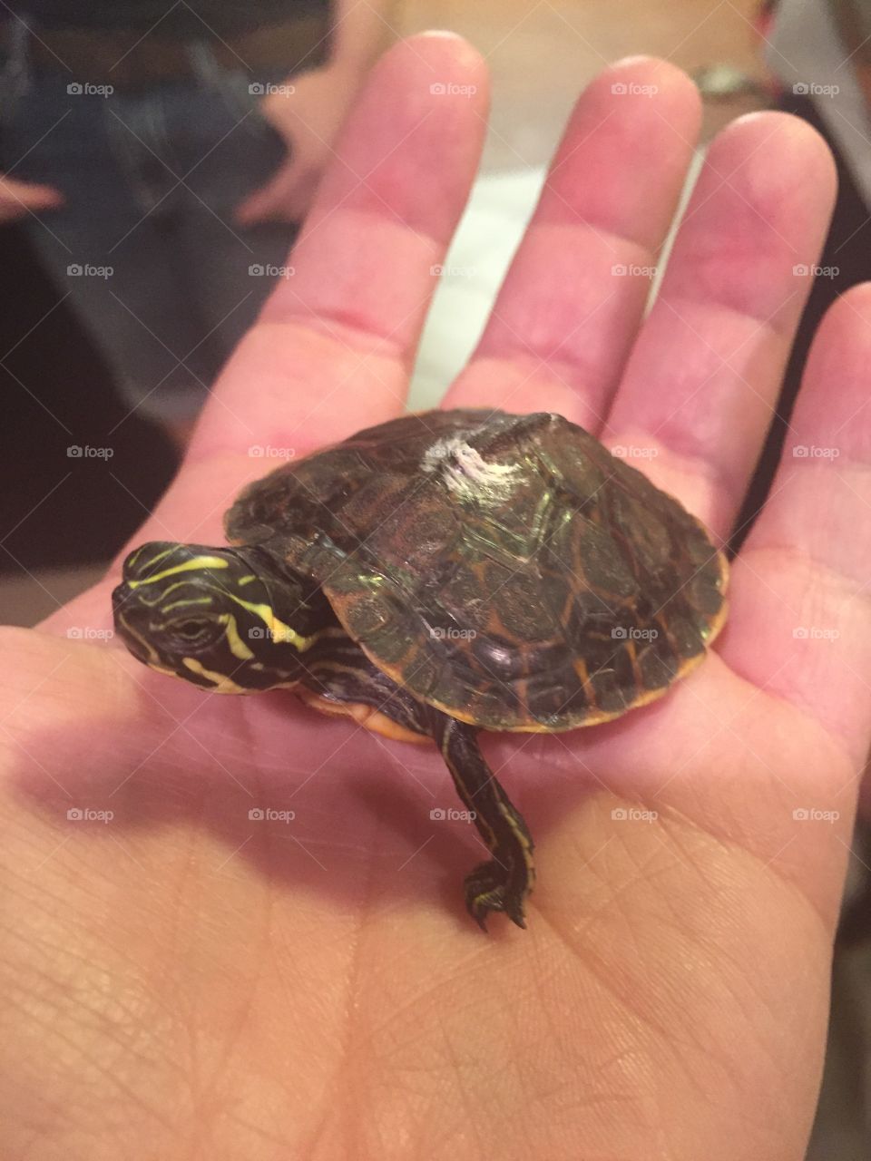 Baby turtle.