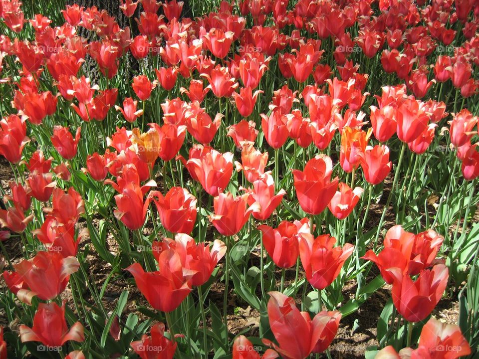 Scarlet tulips