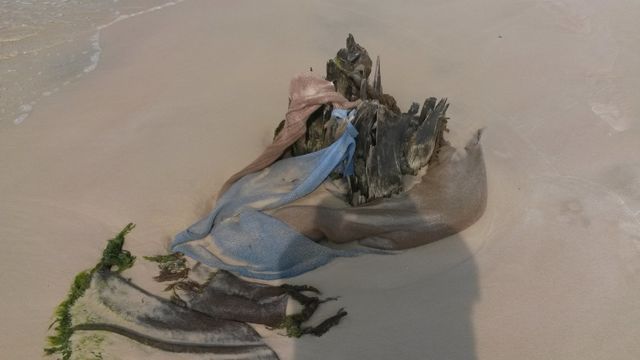 drift wood