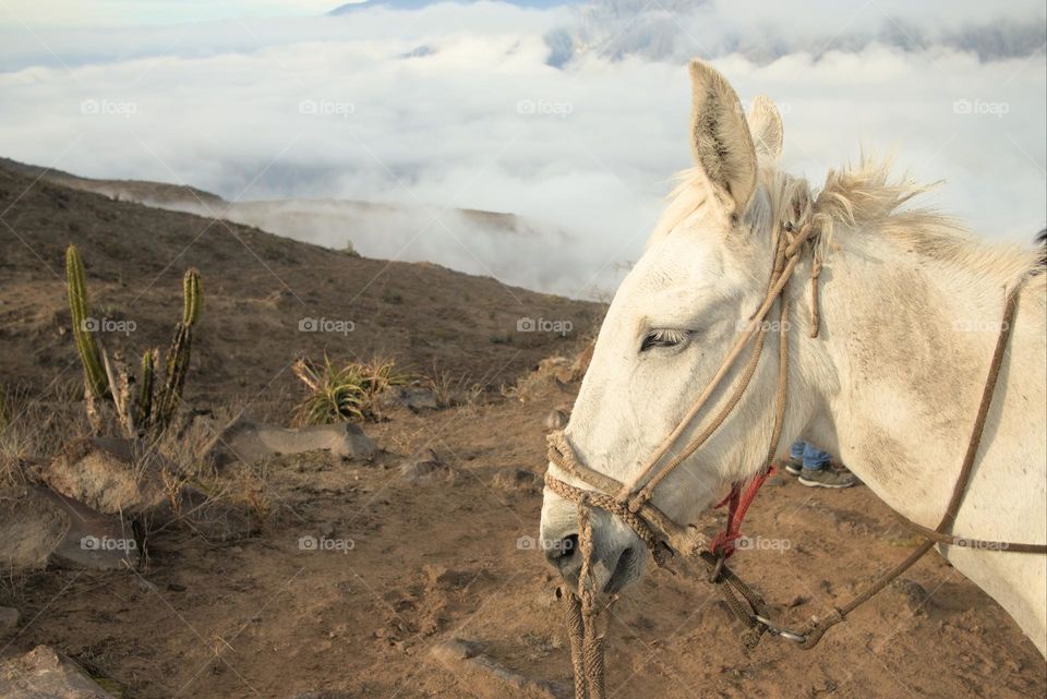 White horse on the hill. Pack mule in the Andes