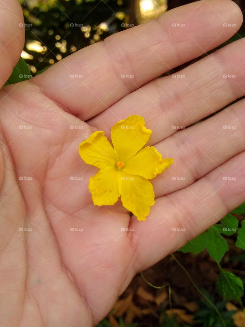 flor en mi mano