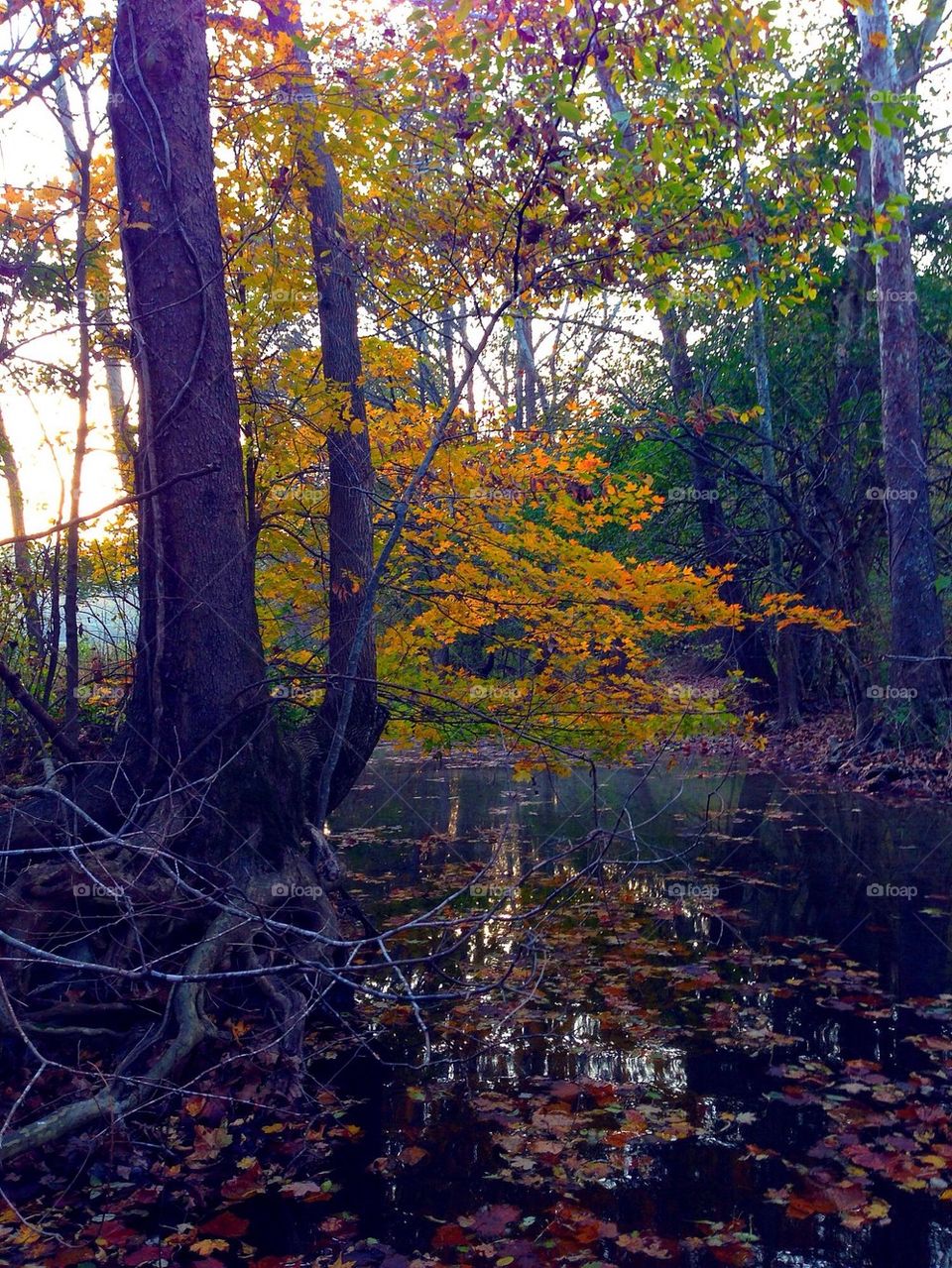 Fall at the creek