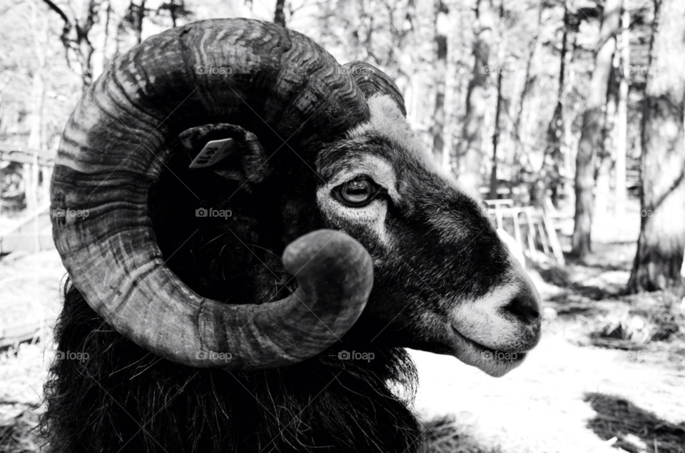 sweden white black gotland by rauknrolla