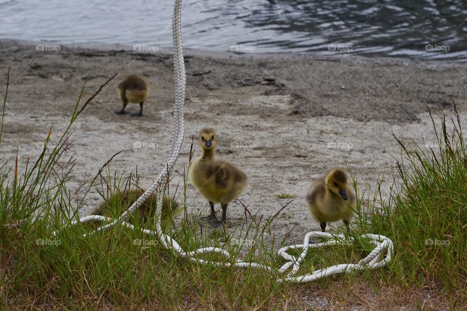 Canada goose goslings . Canada goose goslings at lake