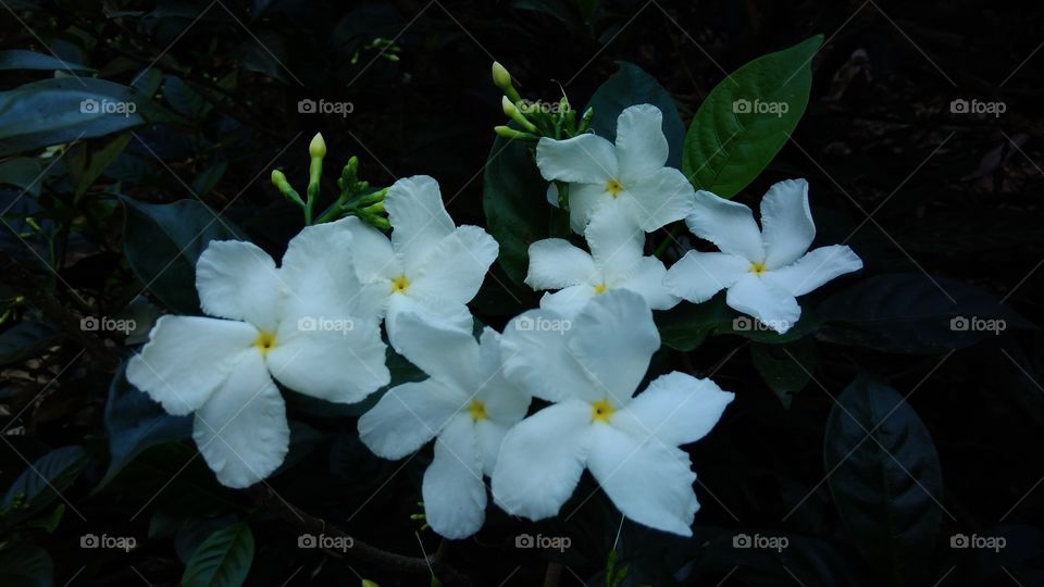 White Flower