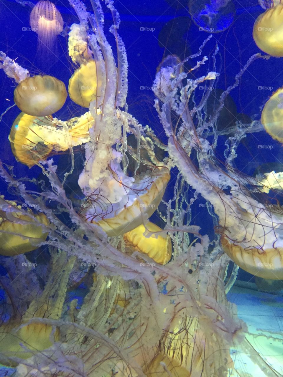 Underwater, Fish, Aquarium, Marine, Coral