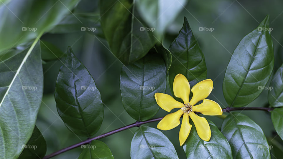 Bright yellow flowers on a background green leaves in the garden.