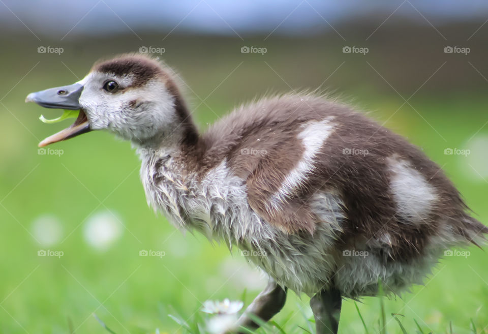 Baby goose