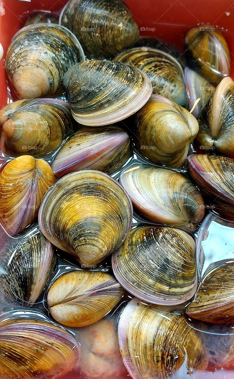 clams