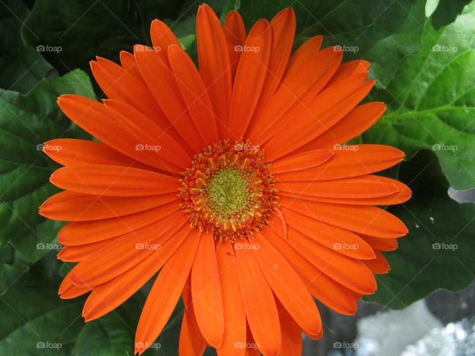 Close-up of orange sunflower