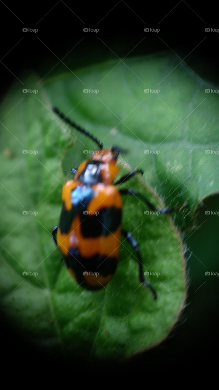 The milkweed leaf beetle is a species of beetle in the Chrysomelidae family.