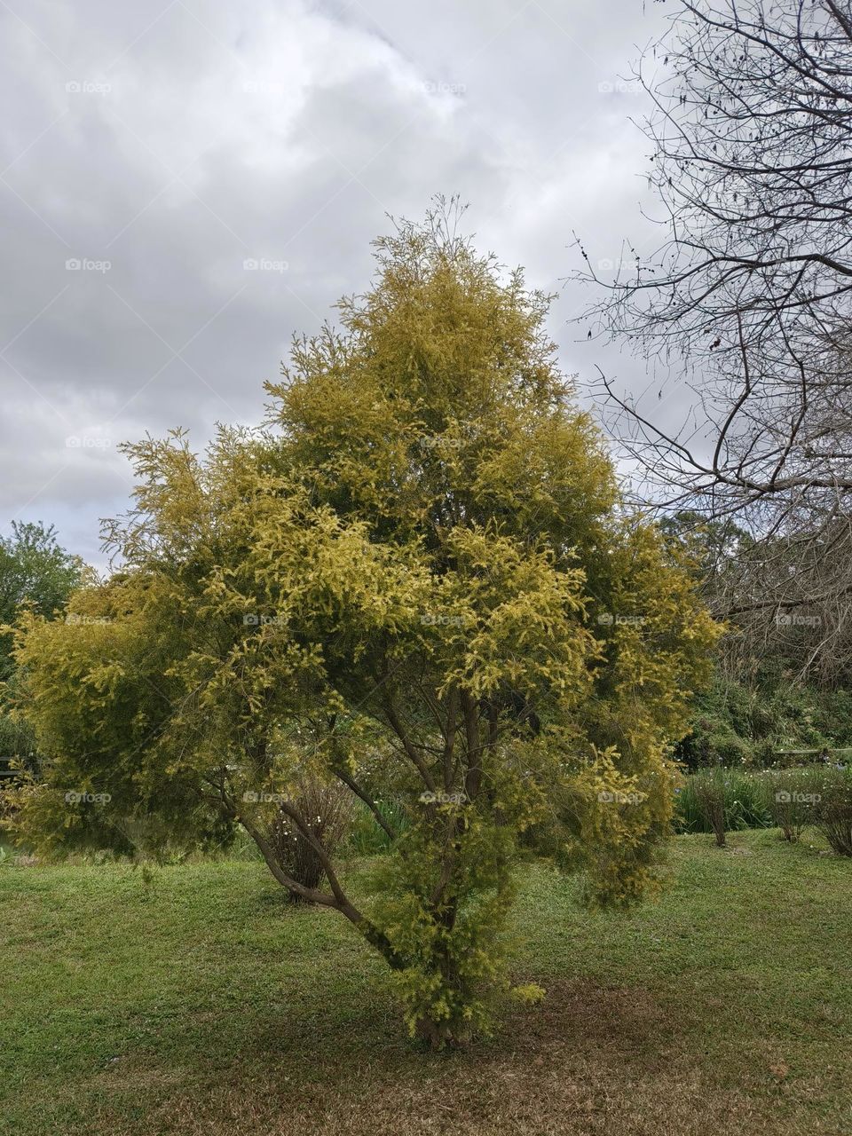 Unknown trees in Chulu Ranch, Beinan Township